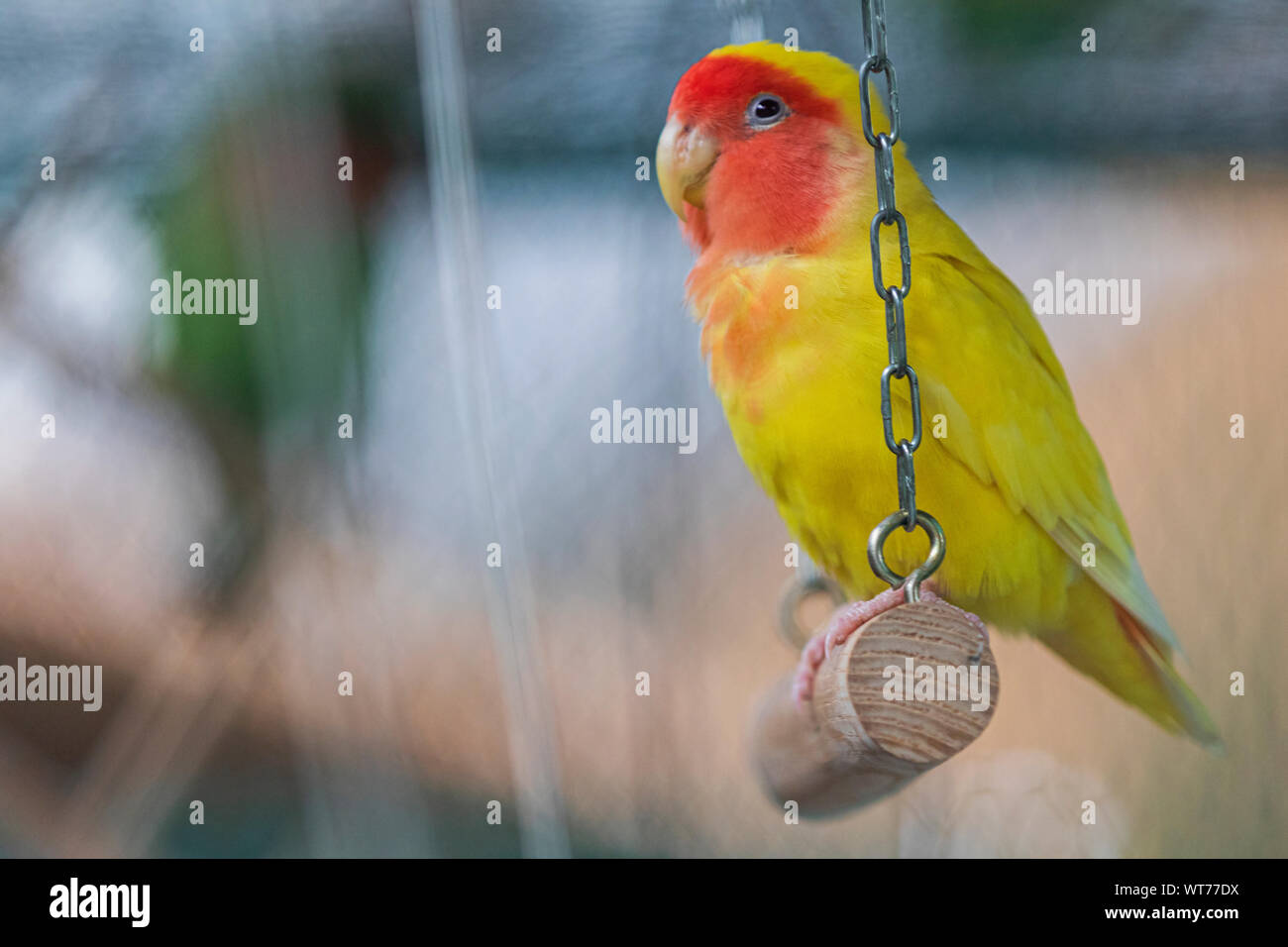 Parrot on a swing hires stock photography and images Alamy