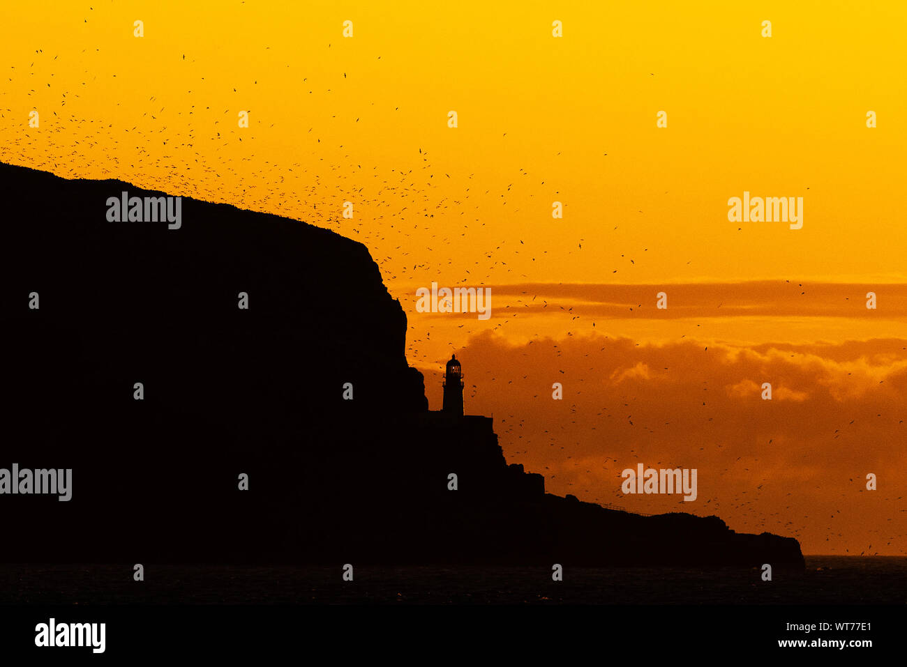 Northern gannets on Bass Rock are silhouetted at dawn, North Berwick, Scotland. The Bass Rock has the largest colony in the world of northern gannets. Stock Photo