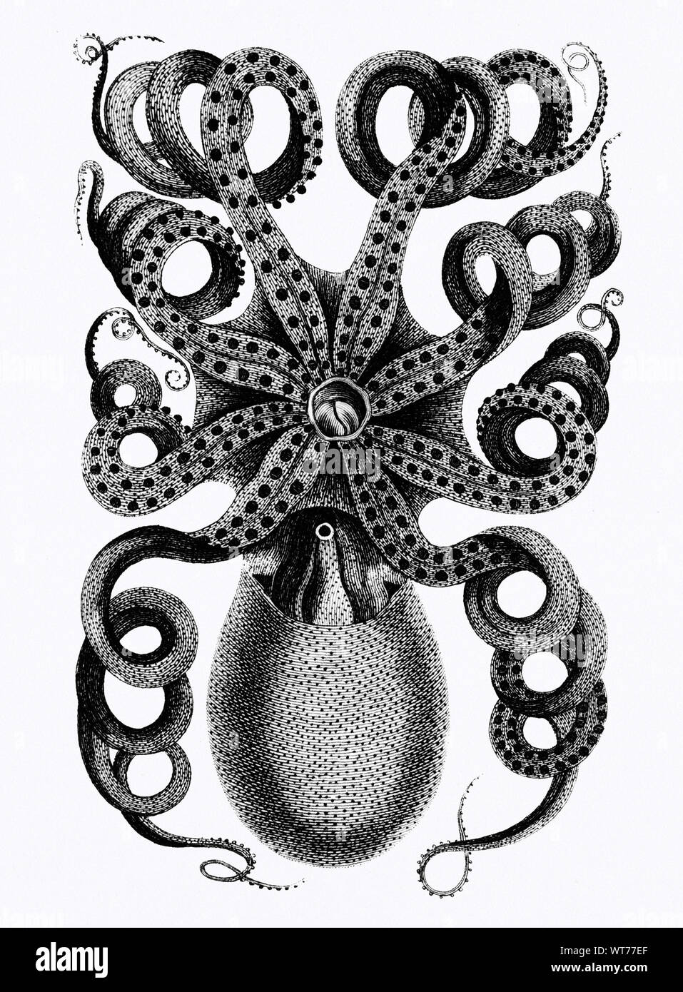 George Shaw (1751-1813) - Front Viewed of Eight Armed Cuttle Fish from Zoological Lectures Delivered at the Royal Institution in the Years 1806-7 Stock Photo