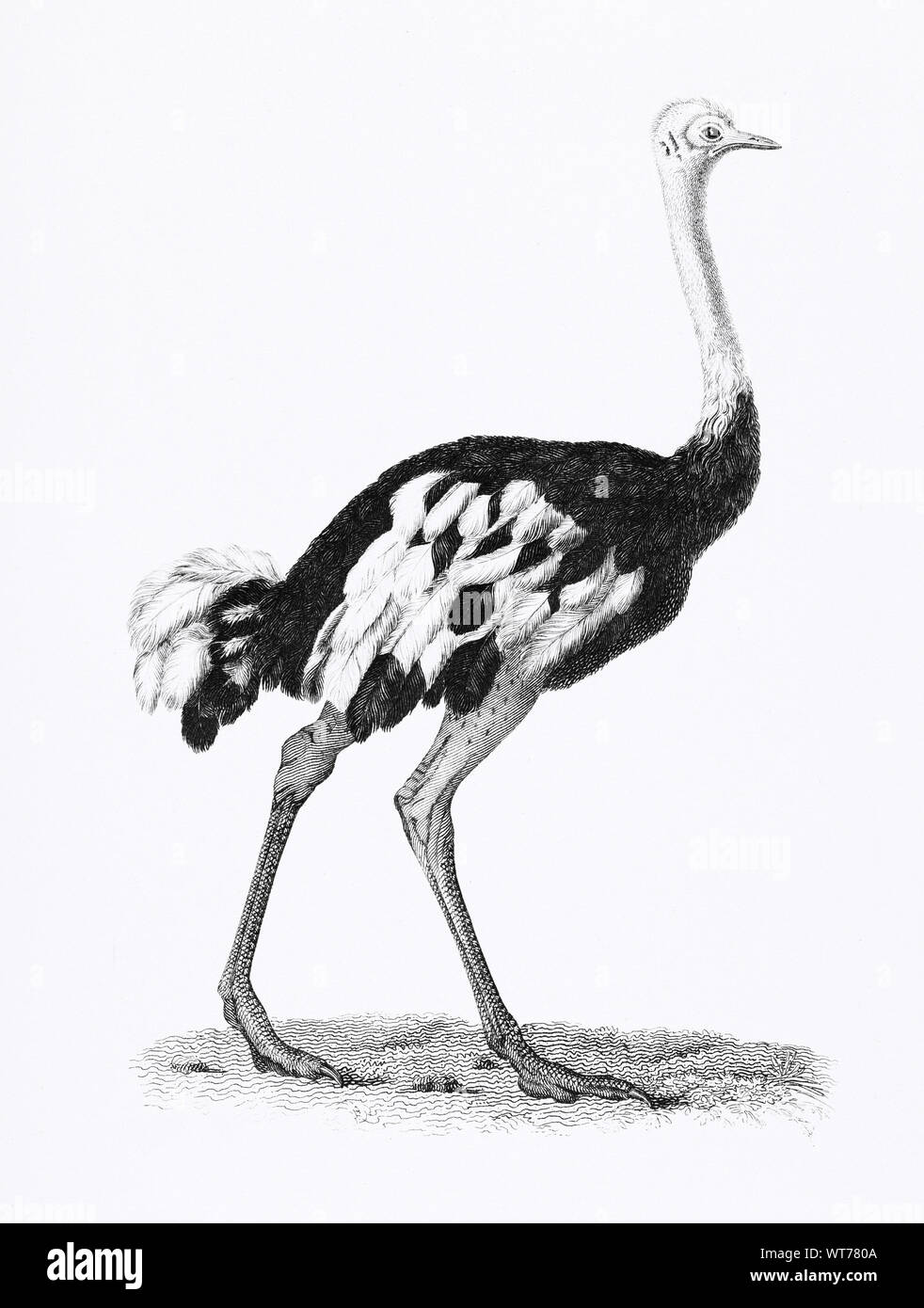 George Shaw (1751-1813) - Ostrich from Zoological Lectures Delivered at the Royal Institution in the Years 1806-7 Stock Photo