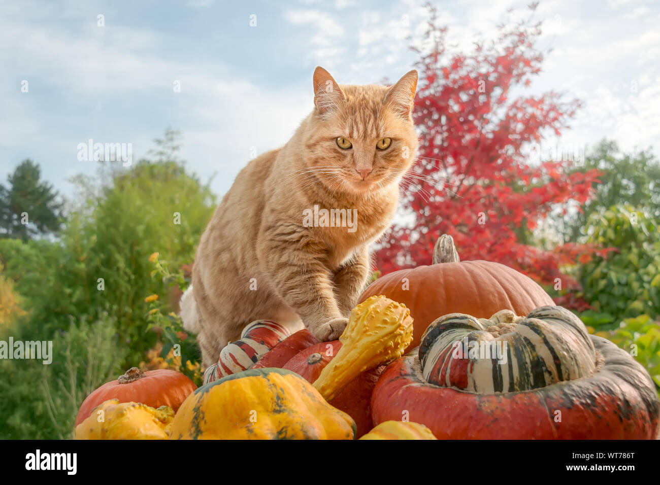 Ginger colored cat standing on colorful pumpkins as an observation spot, and watching curiously the autumnal garden on a sunny day in October, Germany Stock Photo