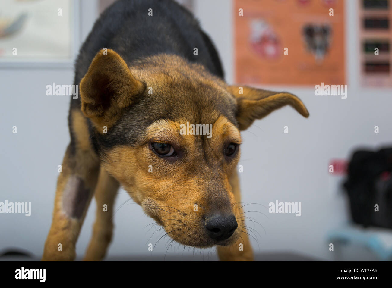 Dog with anaphylactic reaction after Vitamin K injection Stock Photo