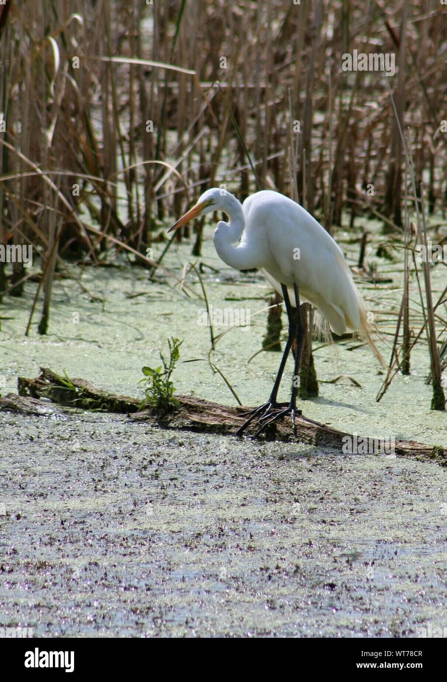 White Crane On Lakeshore In Forest Stock Photo - Alamy