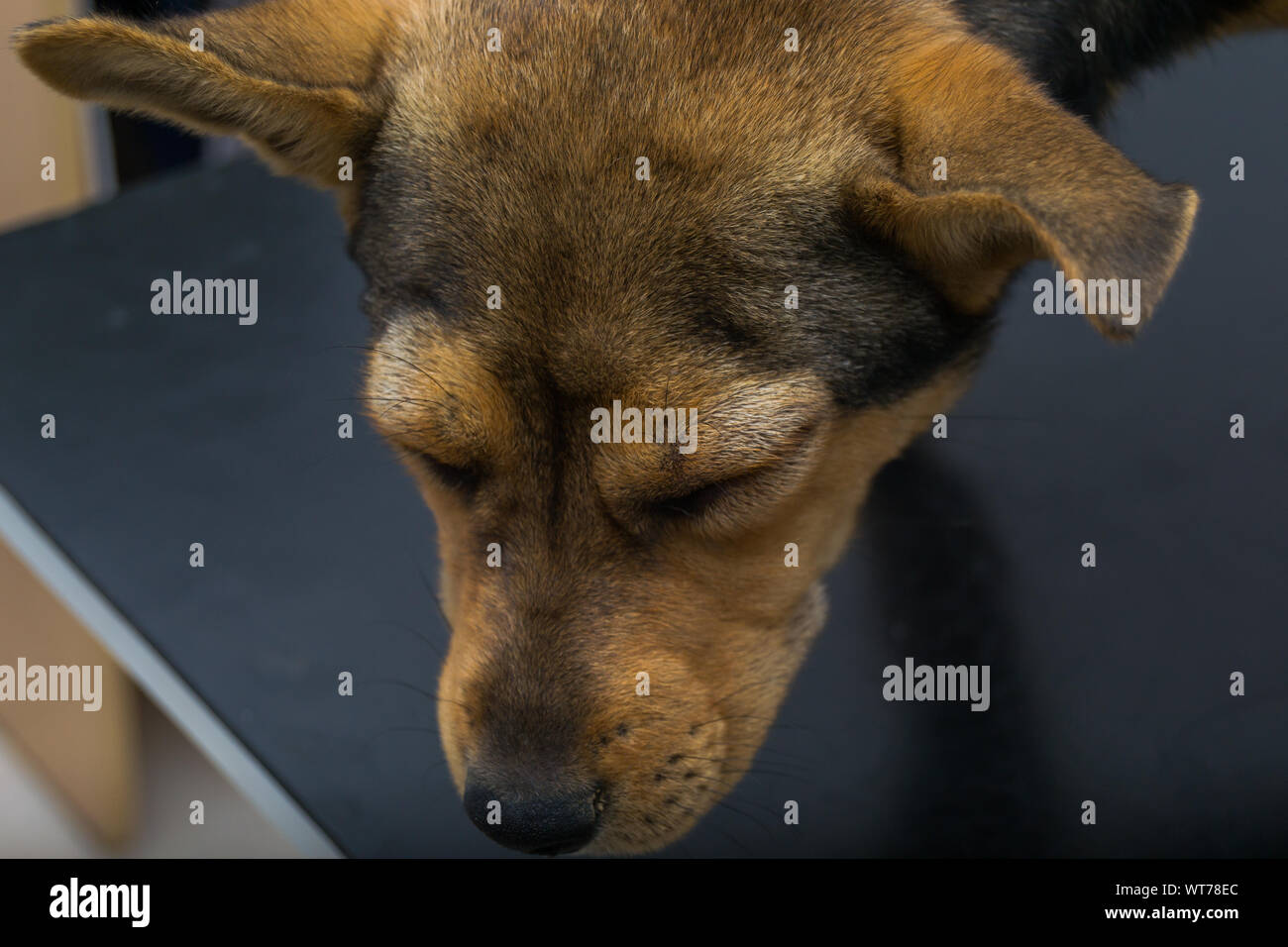 Dog with anaphylactic reaction after Vitamin K injection Stock Photo