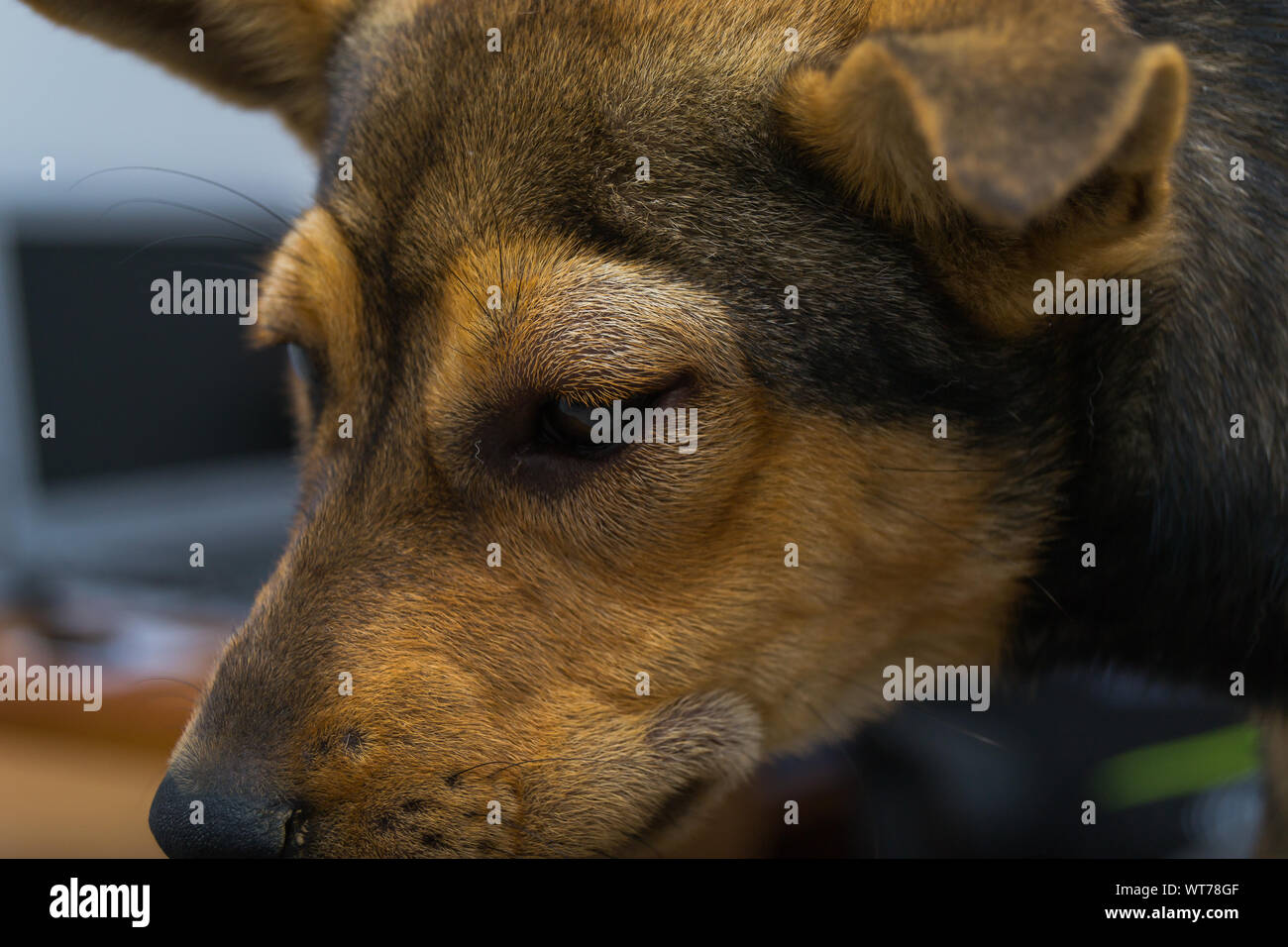 Dog with anaphylactic reaction after Vitamin K injection Stock Photo