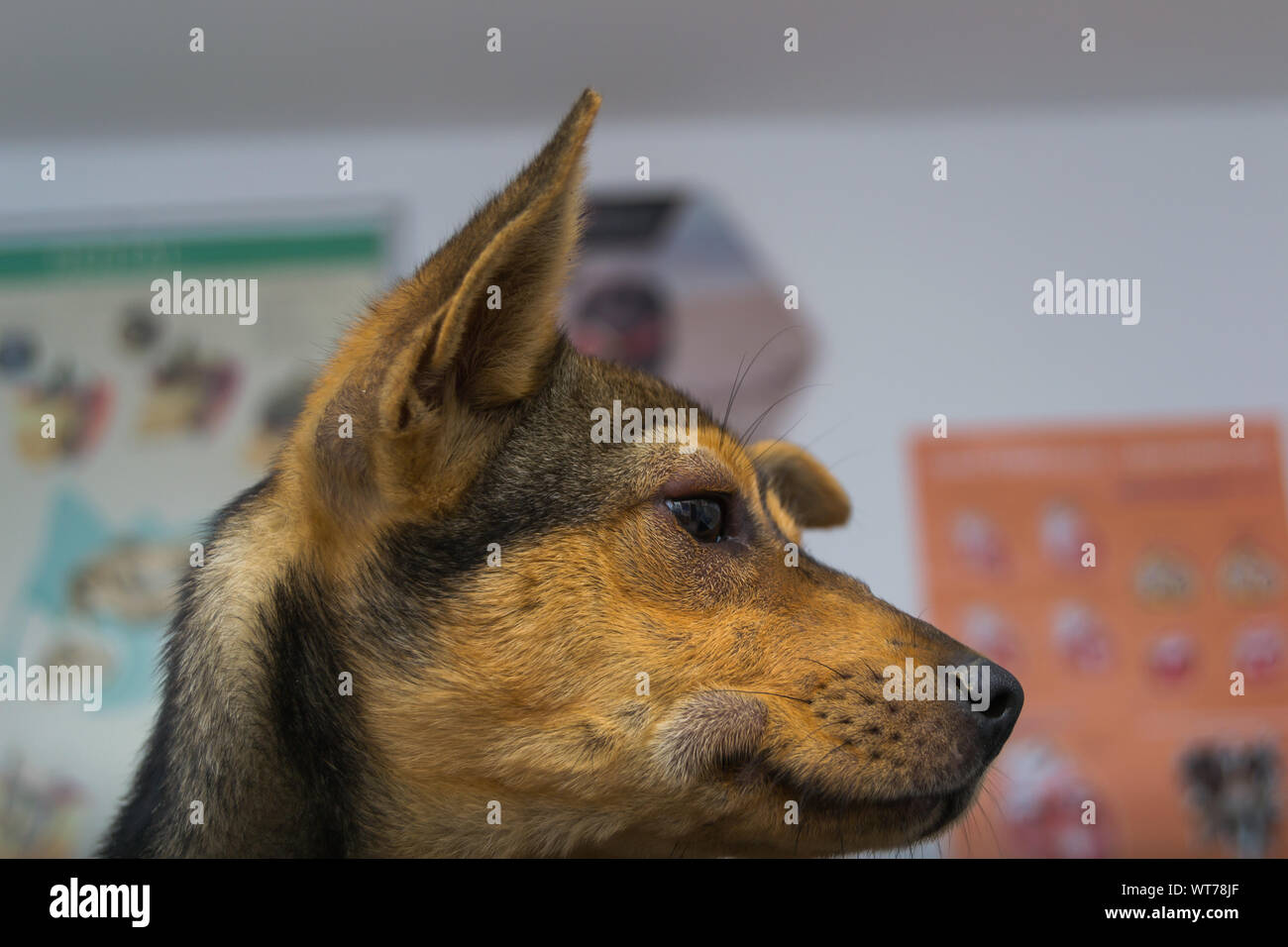 Dog with anaphylactic  reaction after Vitamin K injection Stock Photo