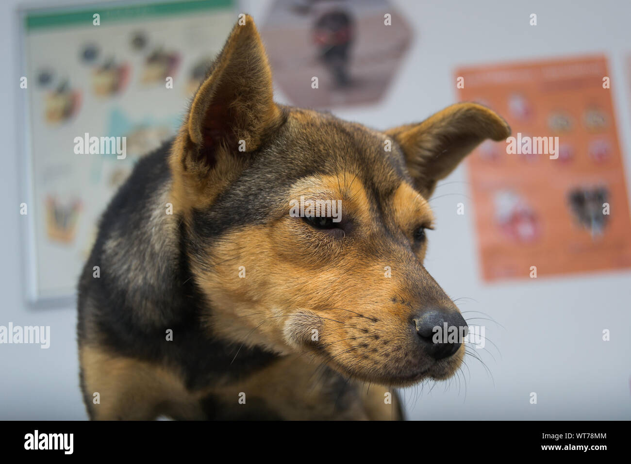 Dog with anaphylactic reaction after Vitamin K injection Stock Photo - Alamy