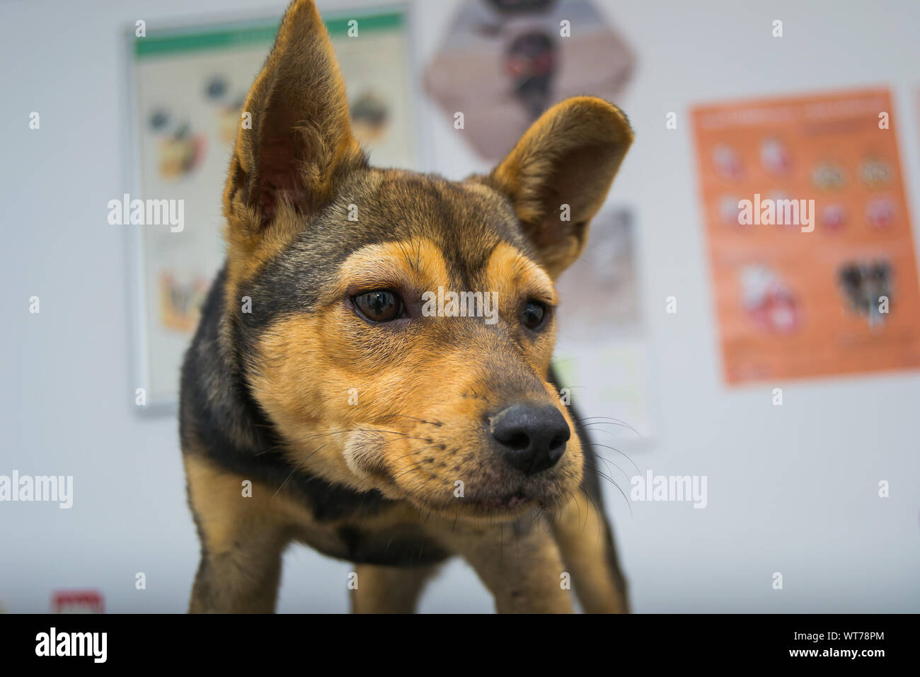 Dog with anaphylactic reaction after Vitamin K injection Stock Photo