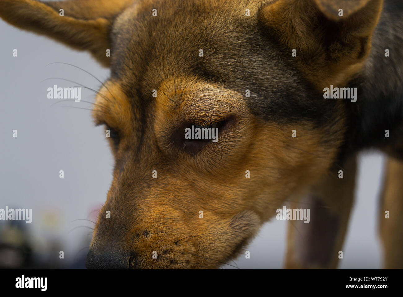 Dog With Anaphylactic Reaction After Vitamin K Injection Stock Photo Alamy Dog With Anaphylactic Reaction After Vitamin K Injection Stock Photo Alamy