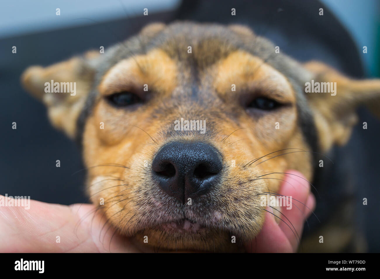 Dog with anaphylactic reaction after Vitamin K injection Stock Photo