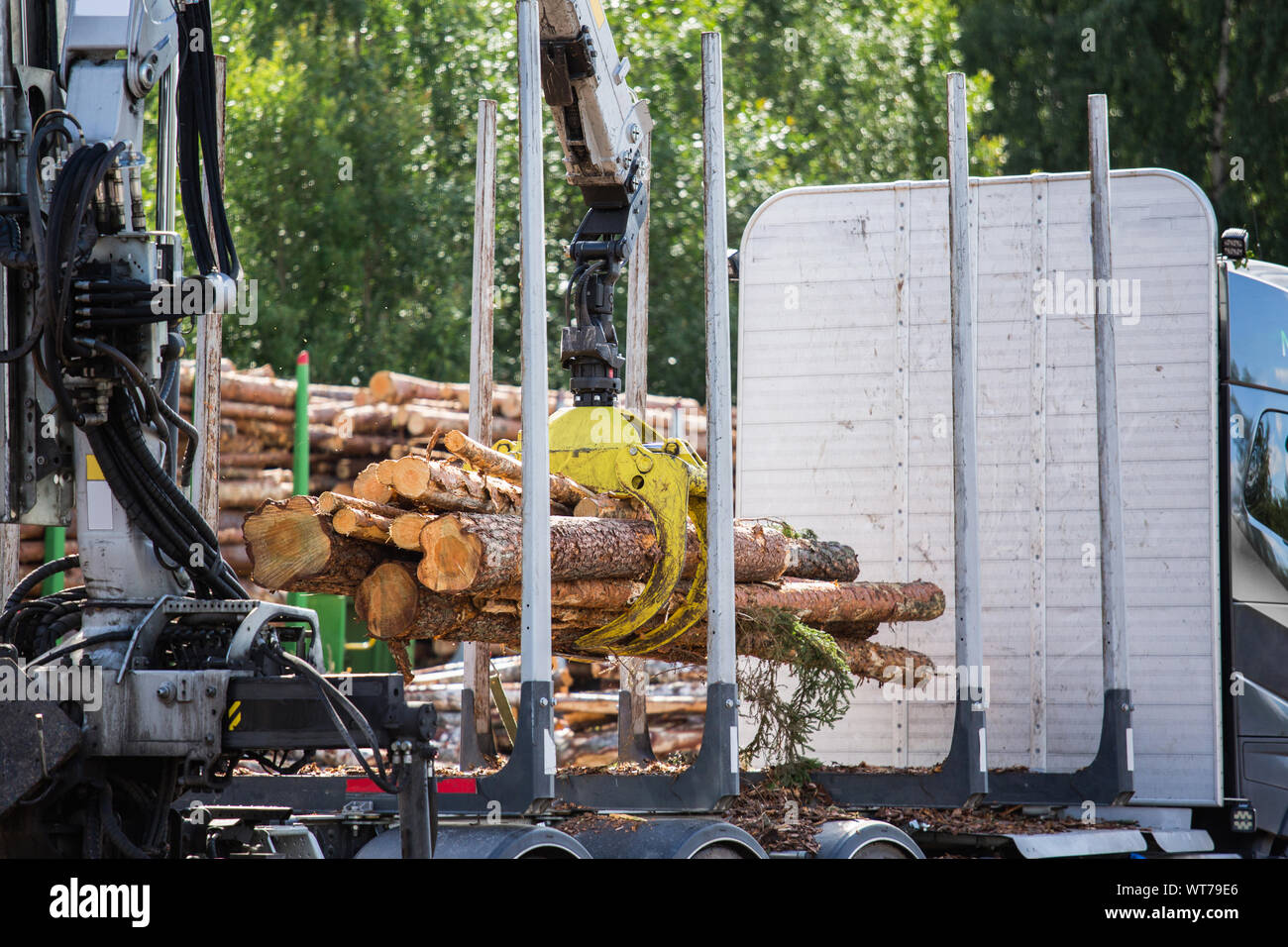 Loading of timber. Loader in work Stock Photo