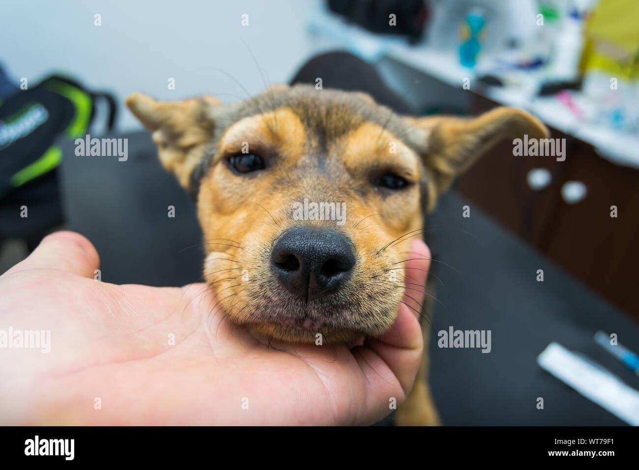 Dog with anaphylactic reaction after Vitamin K injection Stock Photo