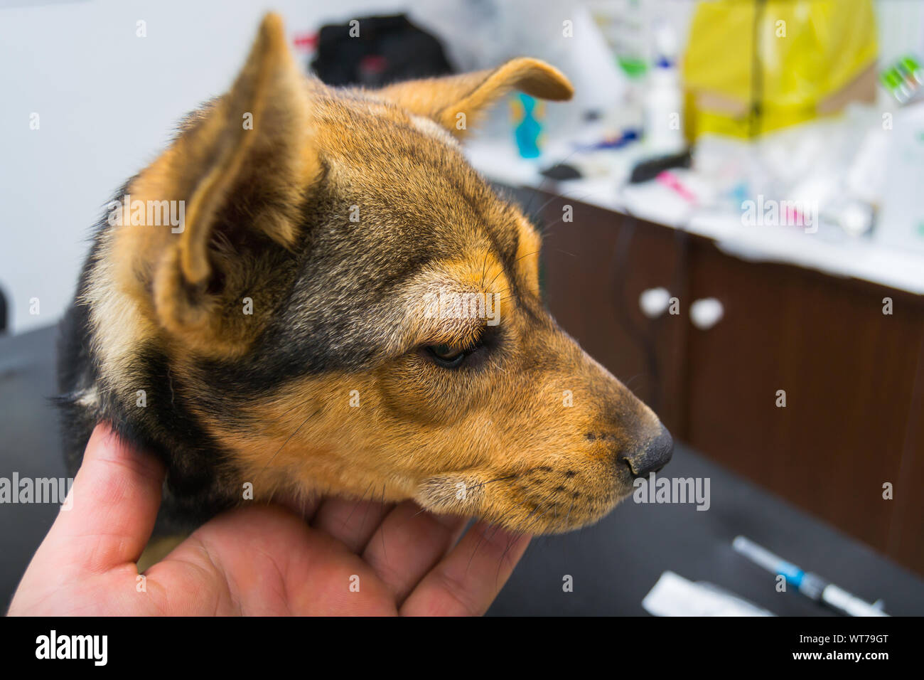 Dog with anaphylactic reaction after Vitamin K injection Stock Photo