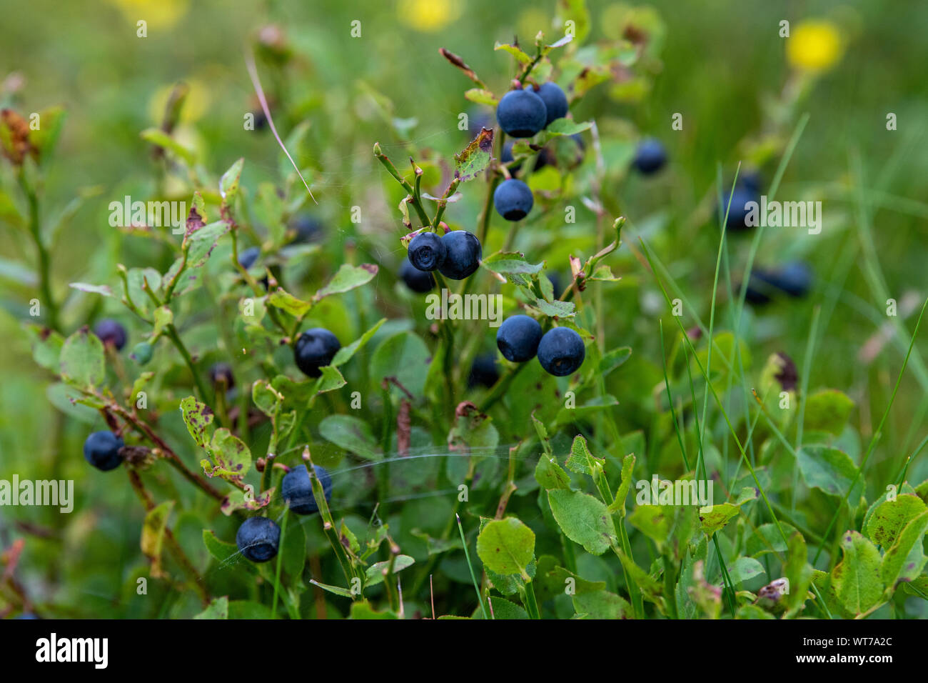 Bilberry fruit berry edible hires stock photography and images Alamy