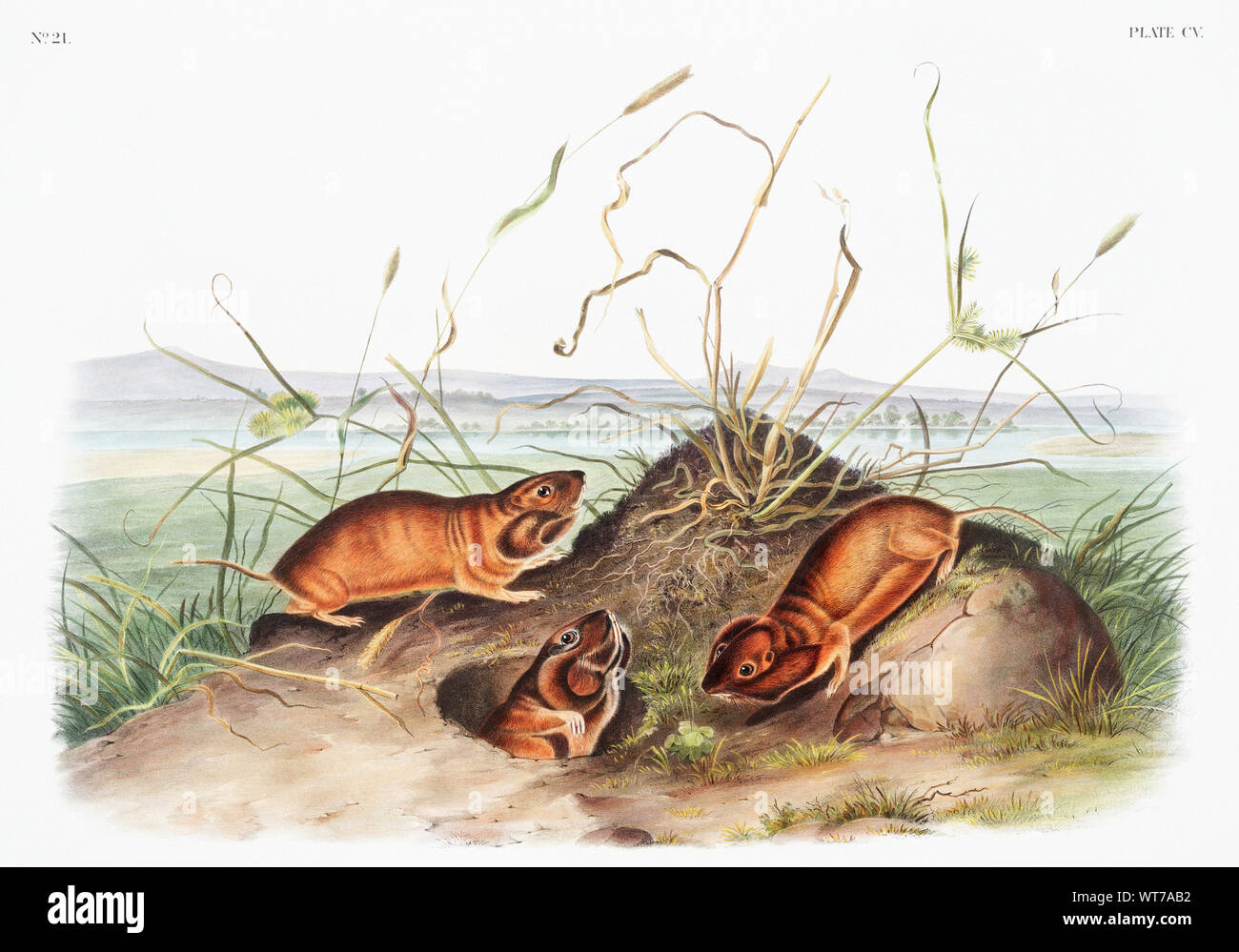 Audubon john woodhouse hi-res stock photography and images