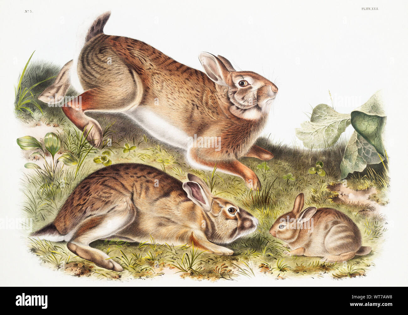 John Woodhouse Audubon (1812-1862) - Grey Rabbit (Lepus Sylvaticus ...