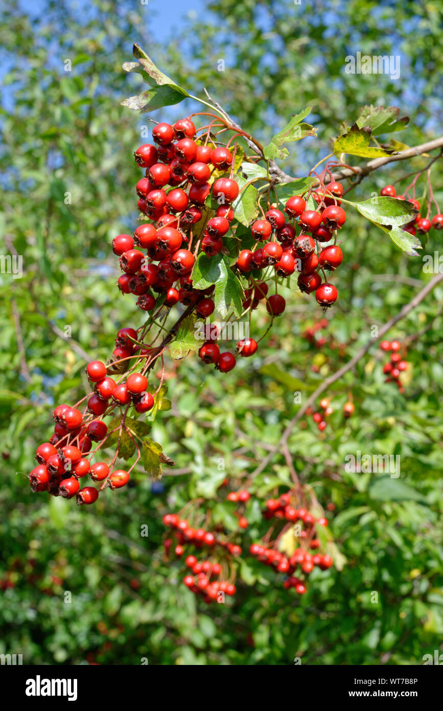 Hawthorn berry hi-res stock photography and images - Alamy