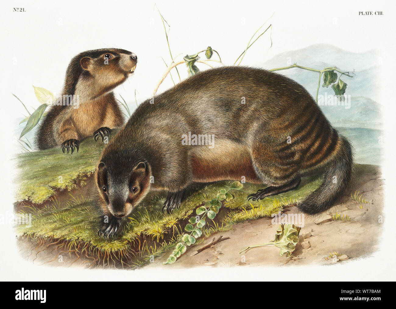John Woodhouse Audubon (1812-1862) - Hoary Marmot (Arctomys Pruinosus) from the Viviparous Quadrupeds of North America (1845) Stock Photo