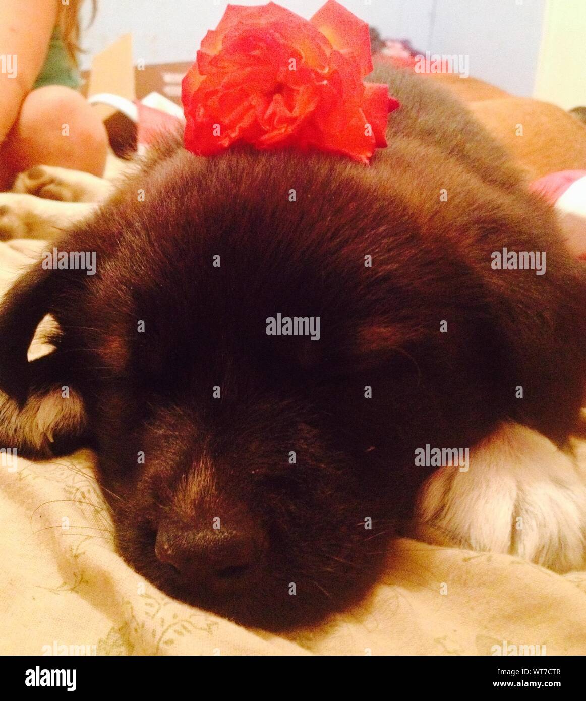 Red Flower On Top Of Cute Puppy Sleeping On Bed Stock Photo