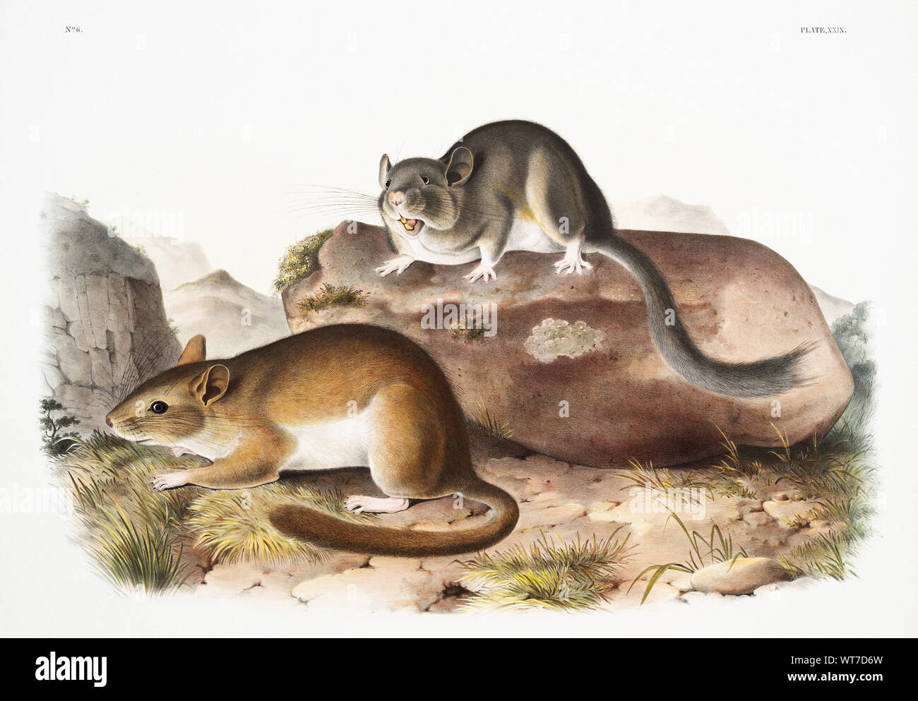 John Woodhouse Audubon (1812-1862) - Rocky Mountain Neotoma (Neotoma Drummondii) from the Viviparous Quadrupeds of North America (1845) Stock Photo