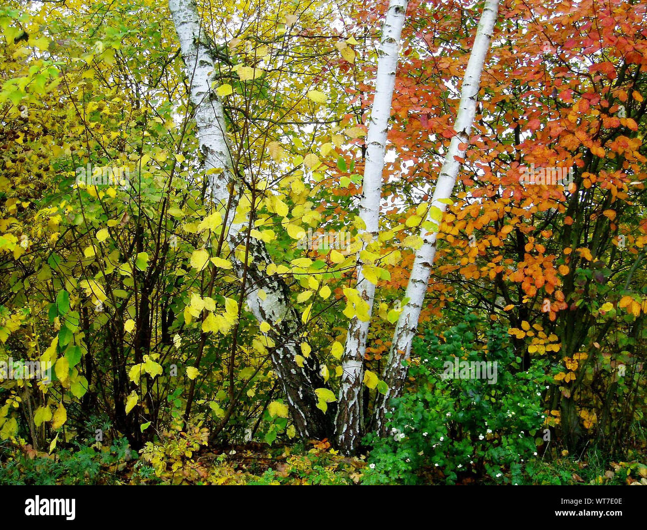Plants Growing On Tree Trunk Stock Photo Alamy
