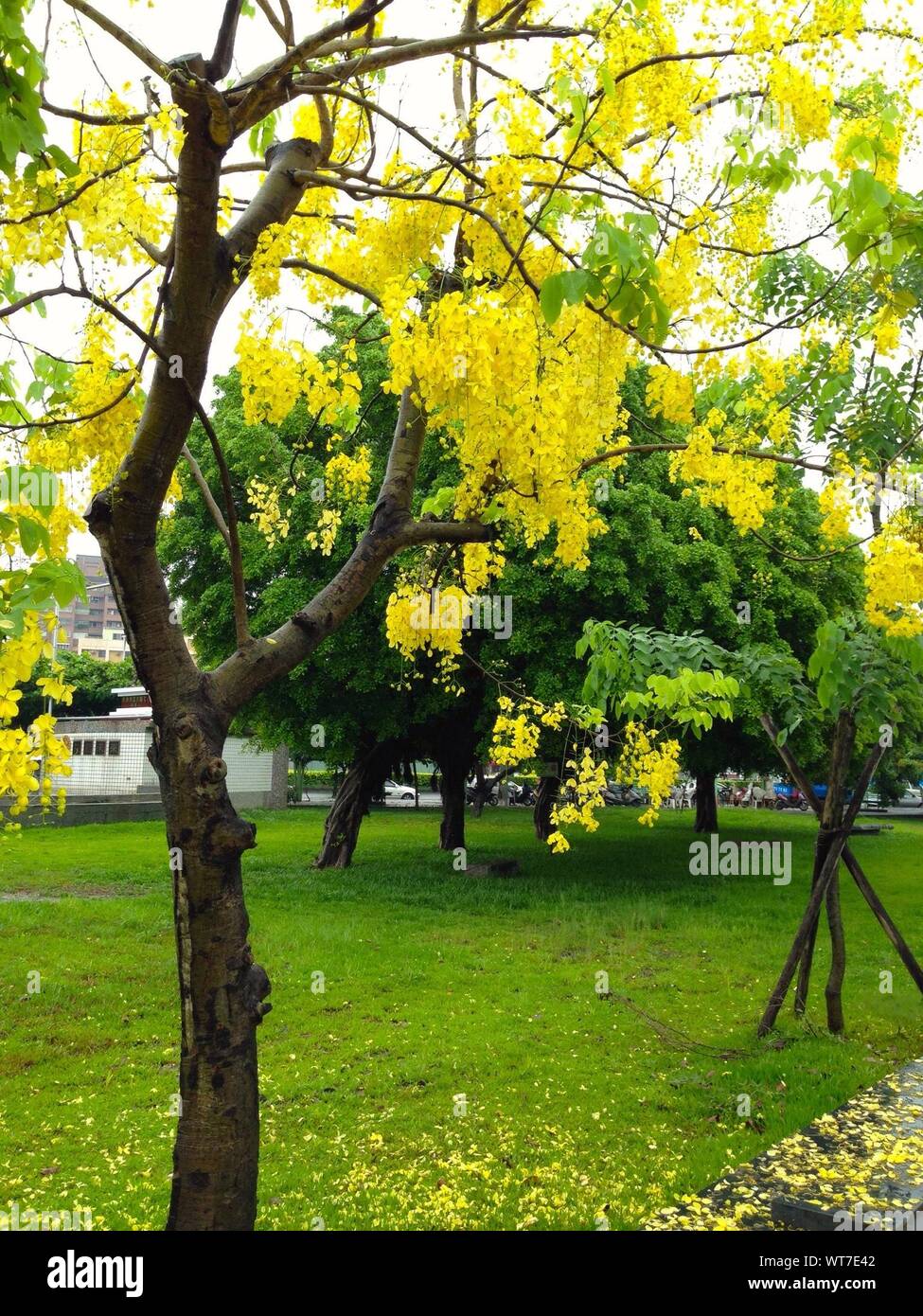 Yellow Flowering Tree High Resolution Stock Photography and Images Alamy