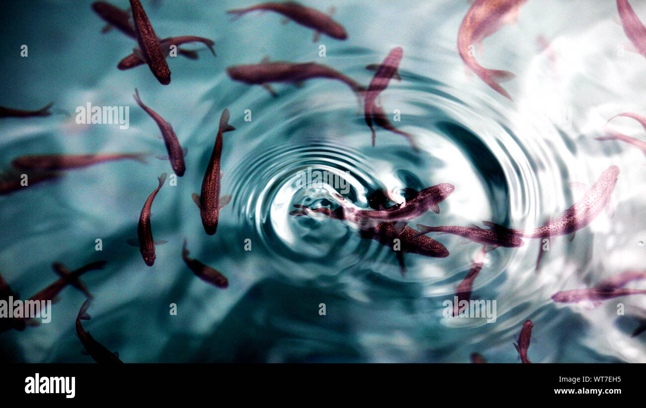 Pond full of goldfish hi-res stock photography and images - Alamy