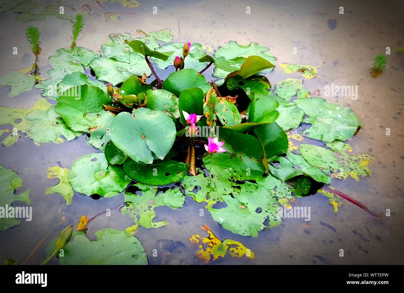 Plants Growing In Water Stock Photo Alamy