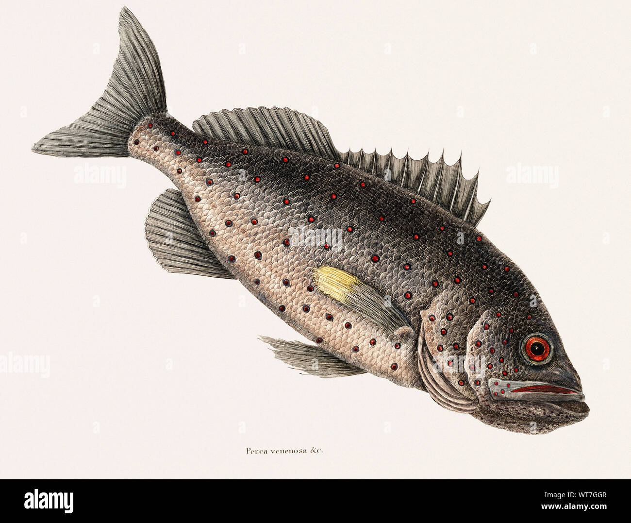 Rockfish Perca Venenosa from the Natural History of Carolina Florida