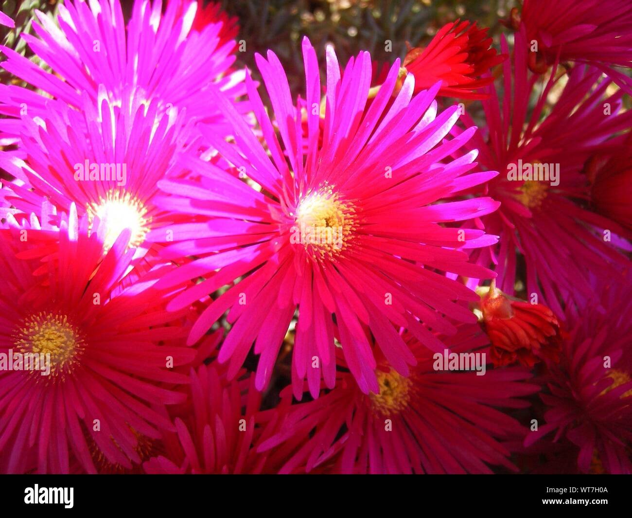 Focusing On Pink Flower Heads Stock Photo