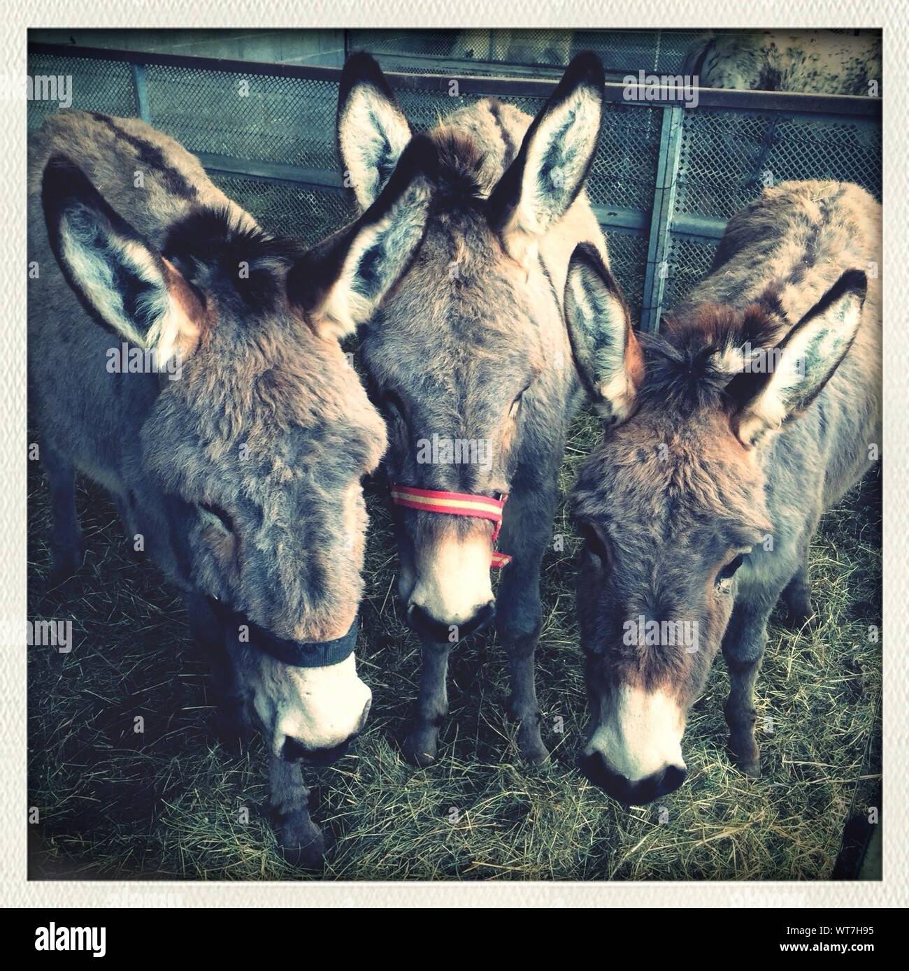 Donkeys stable hires stock photography and images Alamy