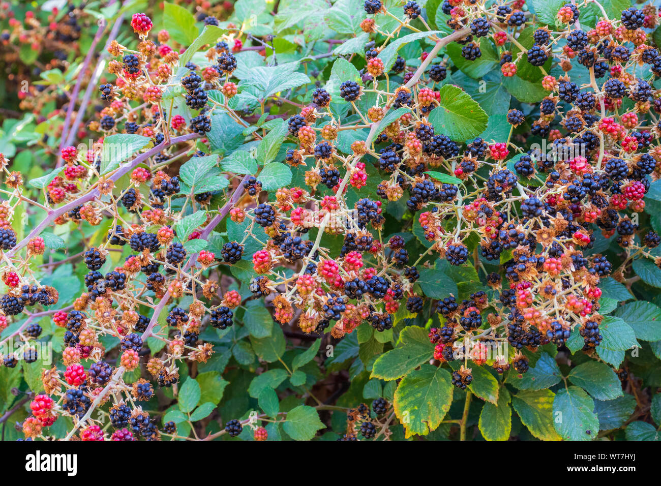 Blackberry bush hires stock photography and images Alamy