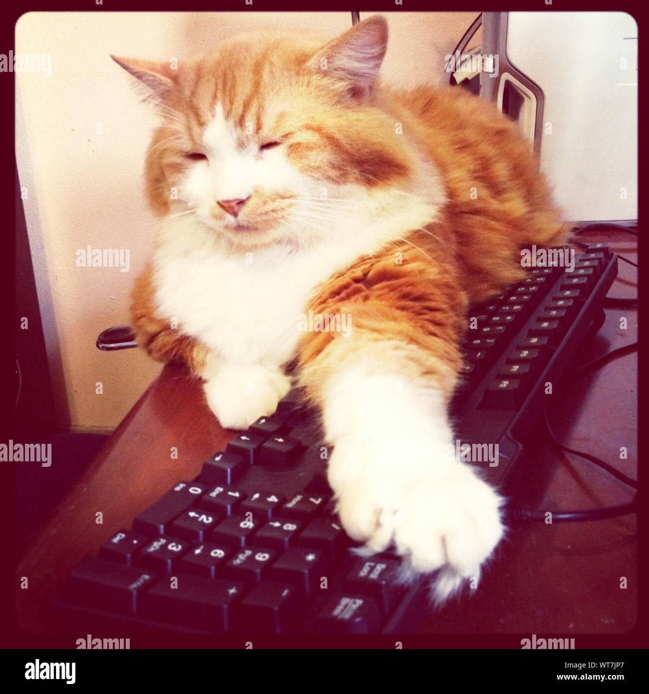 Cat and computer hi-res stock photography and images - Alamy