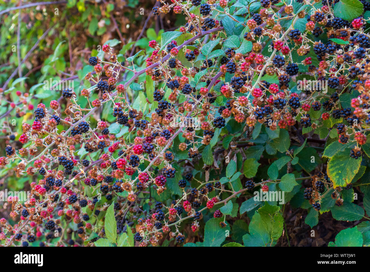 Blackberry bush hires stock photography and images Alamy