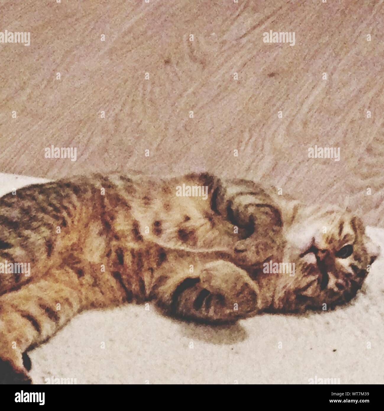 Cat sleeping on carpet hires stock photography and images Alamy
