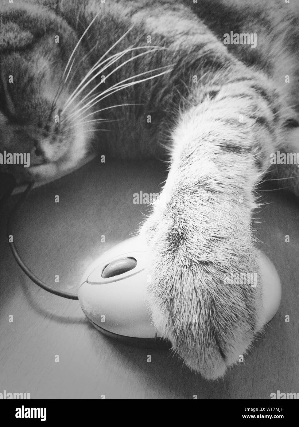 Cat Holding Mouse Stock Photos & Cat Holding Mouse Stock Images Alamy