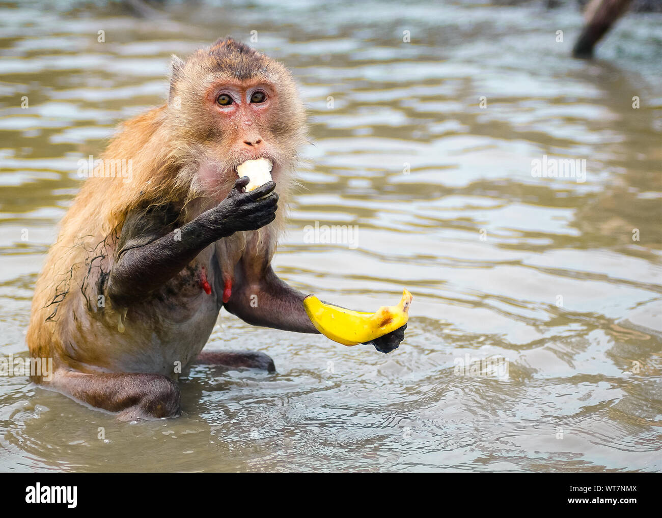 Portrait Of Monkey Eating Banana In River Stock Photo Alamy
