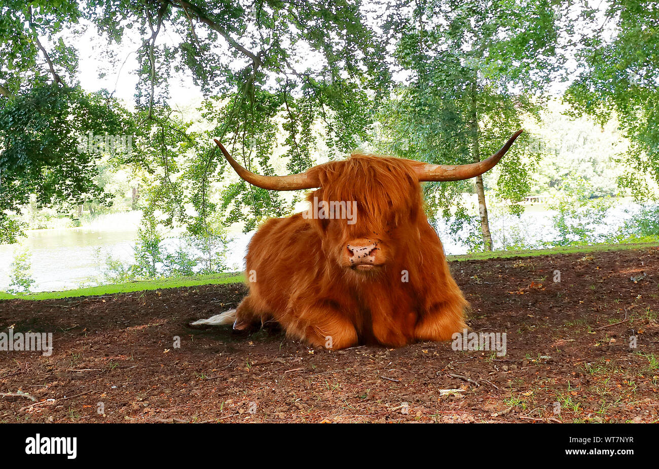 Highland Cow (Bos taurus) resting under trees on a very warm August afternoon 2019 at Yorkshire Sculptor Park Stock Photo