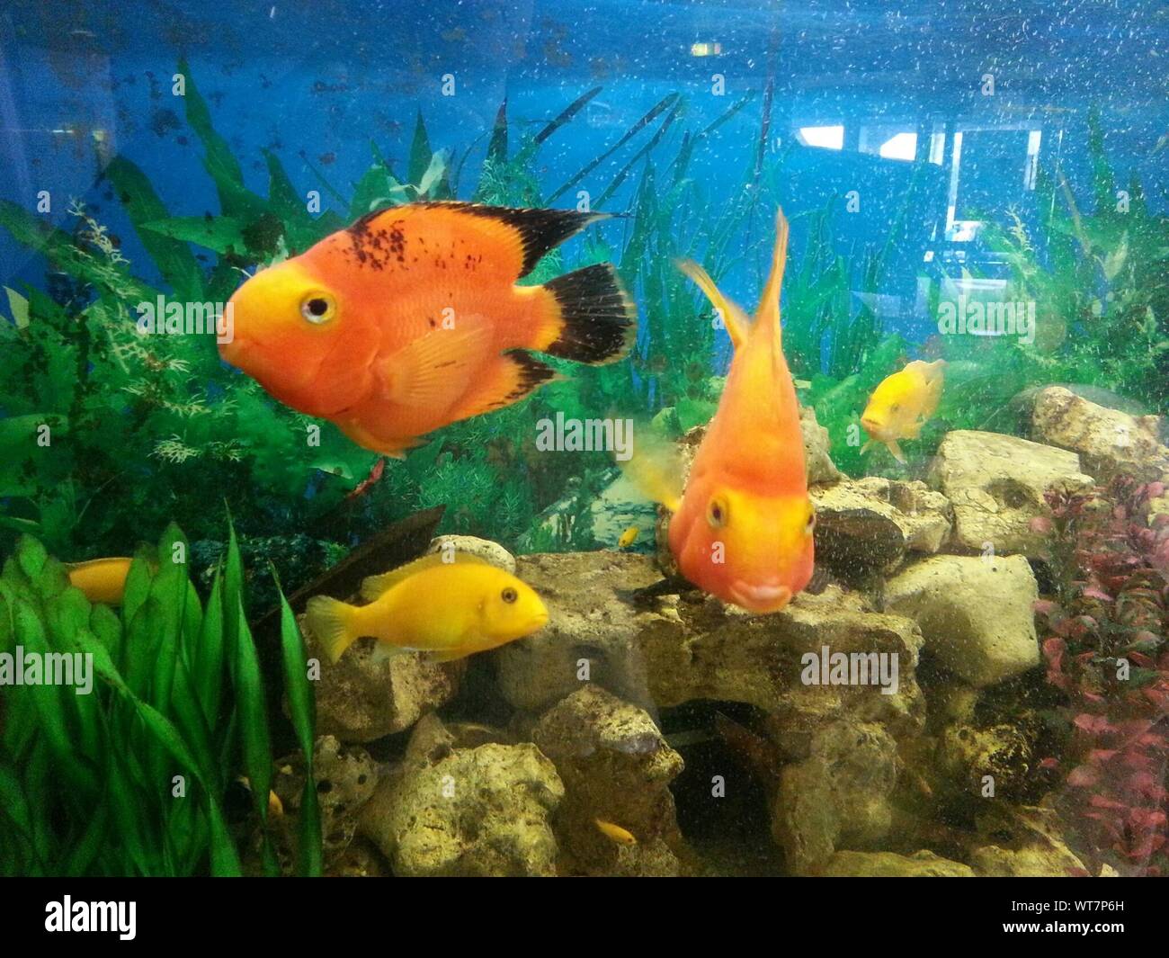 Orange Fish In Aquarium Stock Photo Alamy