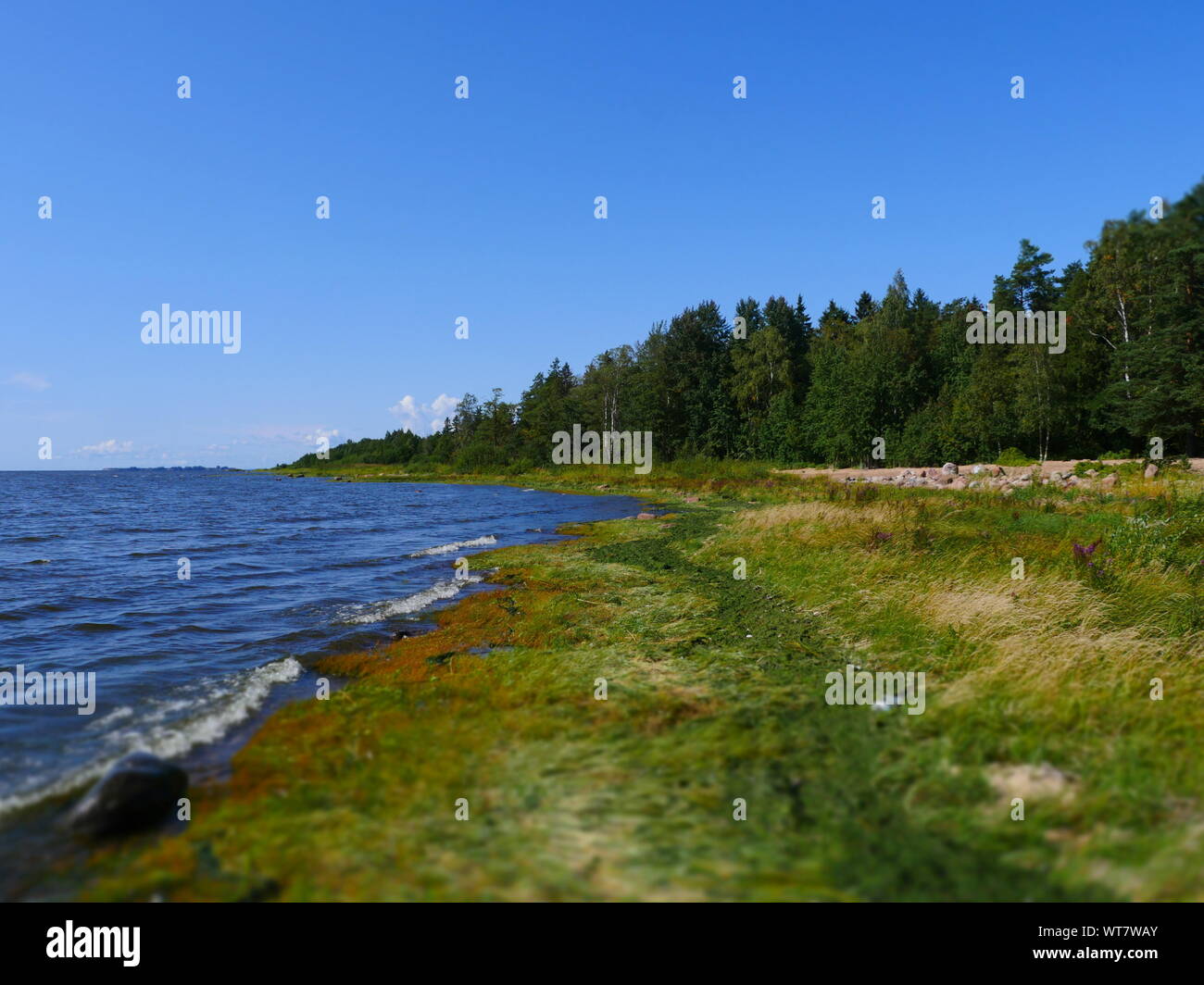 picturesque lake shore in summer, beautiful landscape, tilt Stock Photo