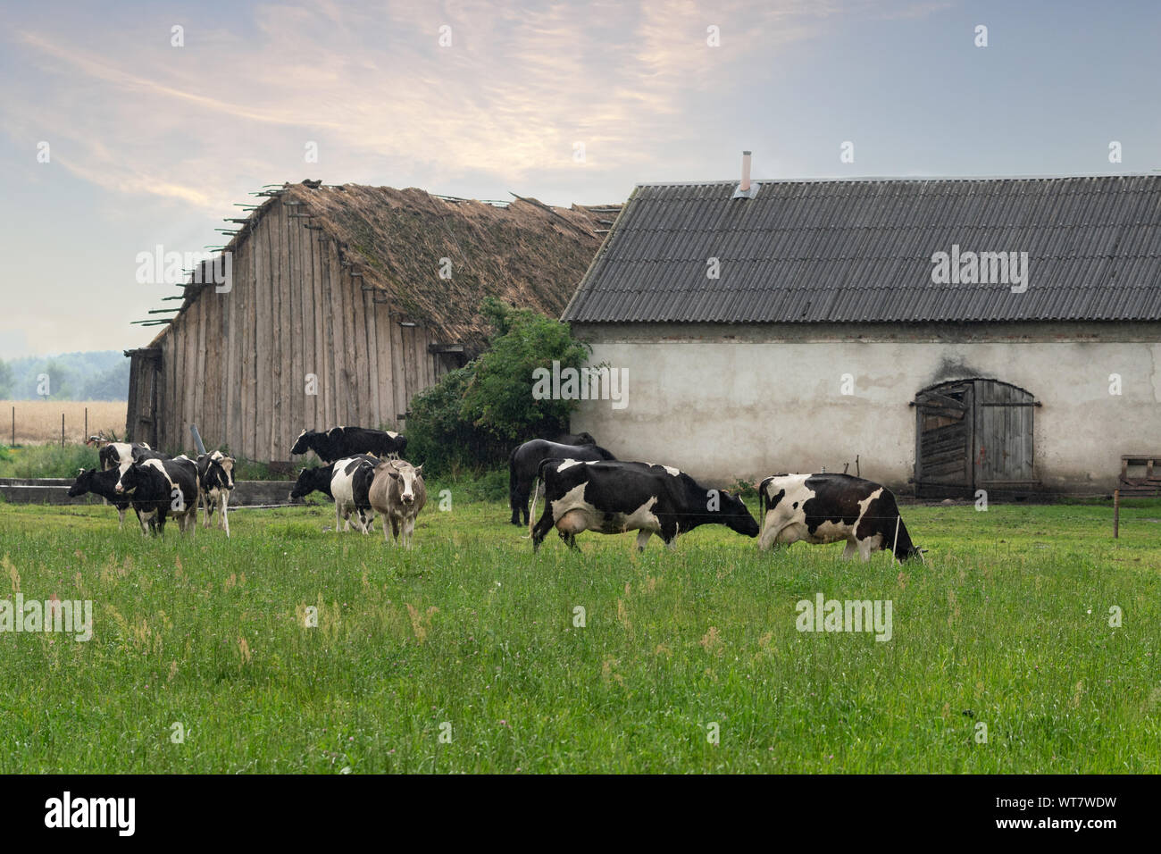 Grazing cows on green grass on a rainy day Stock Photo - Alamy