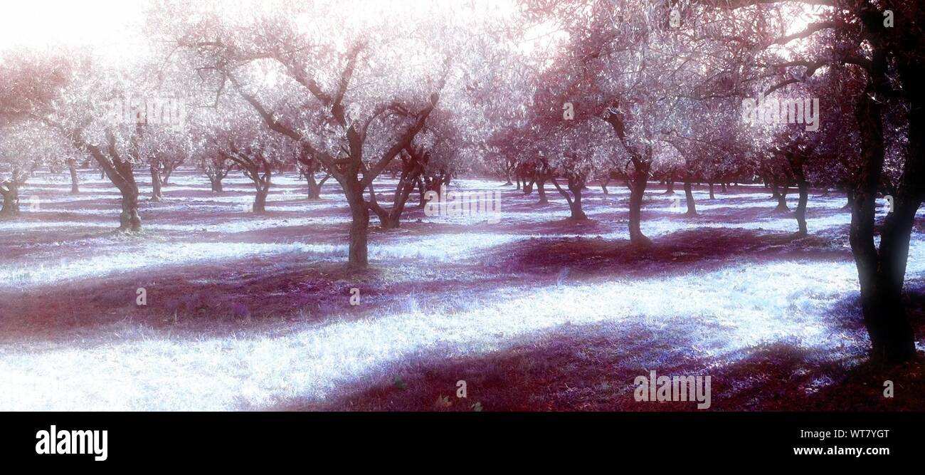Apple Trees In Full Blossom Stock Photo Alamy
