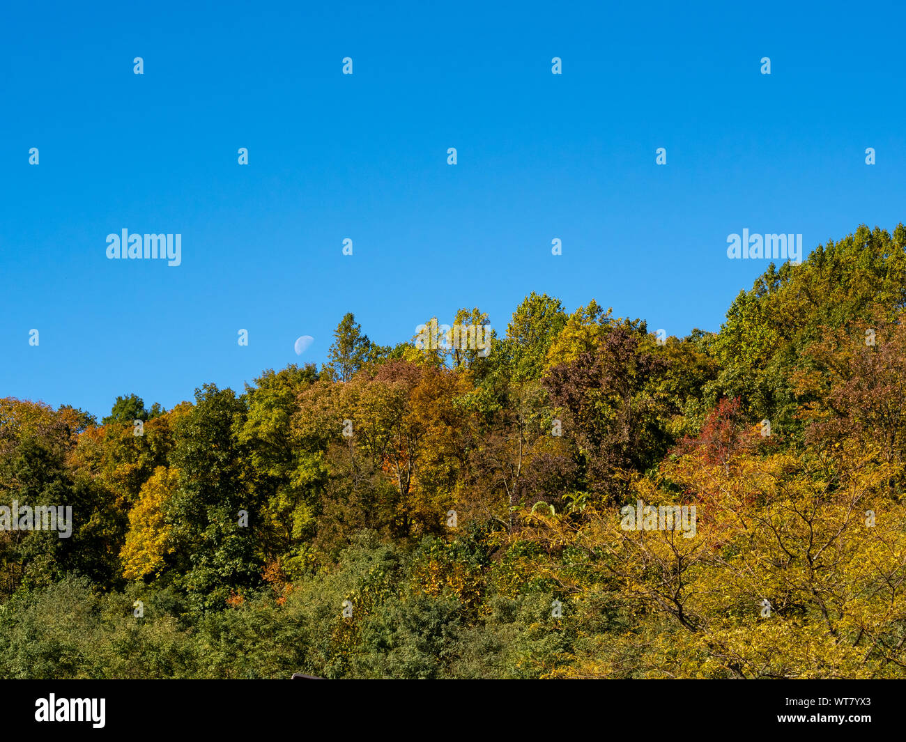fall foliage against blue sky with half moon Stock Photo - Alamy