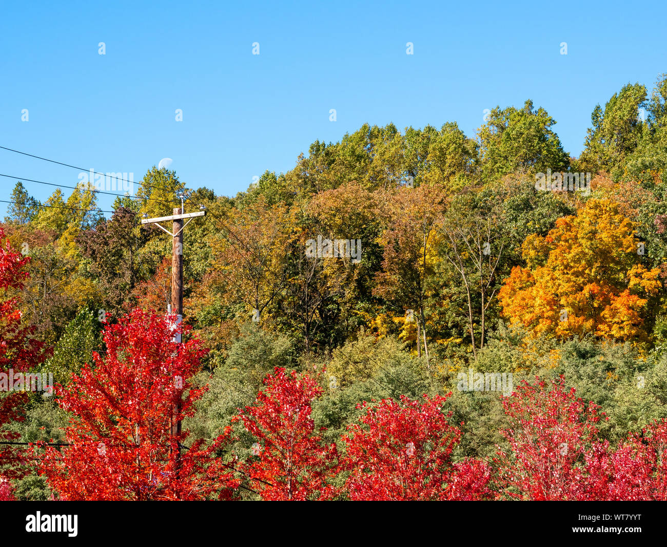 fall foliage against blue sky with half moon Stock Photo - Alamy