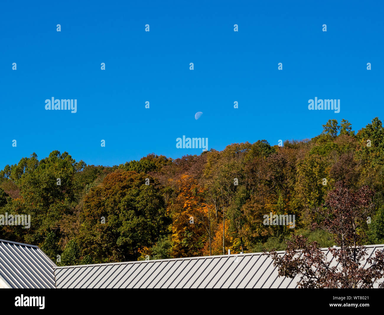 fall foliage against blue sky with half moon Stock Photo - Alamy
