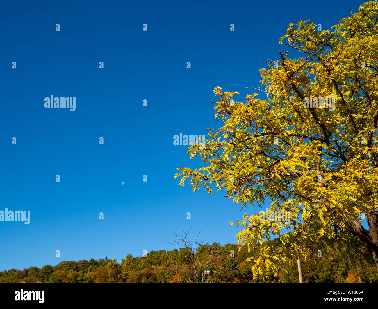 fall foliage against blue sky with half moon Stock Photo - Alamy