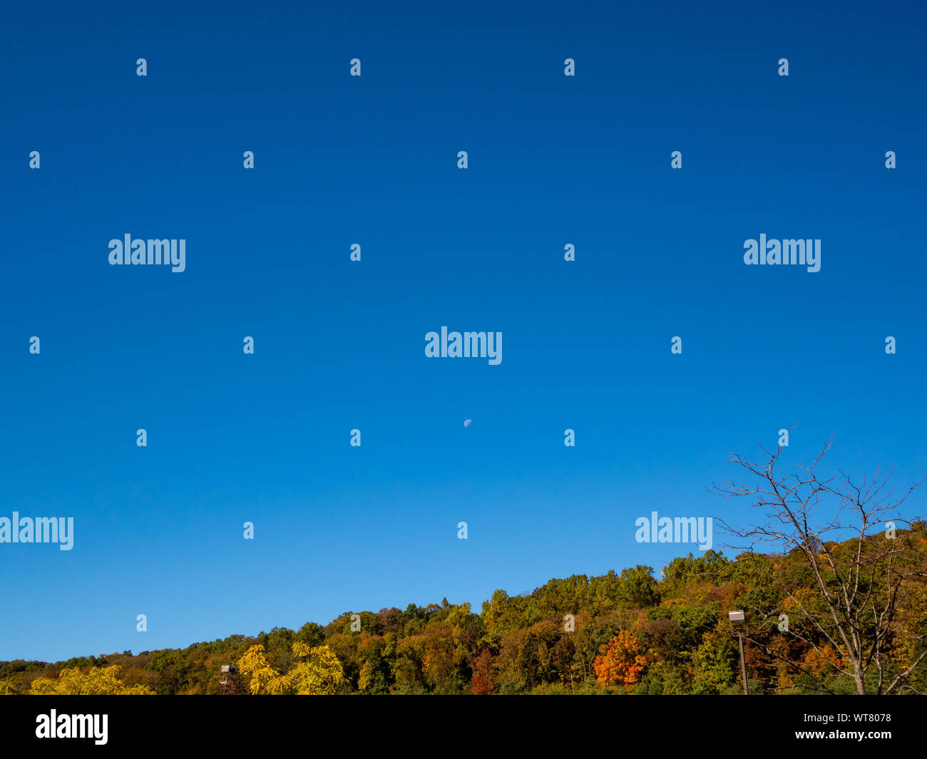 fall foliage against blue sky with half moon Stock Photo - Alamy