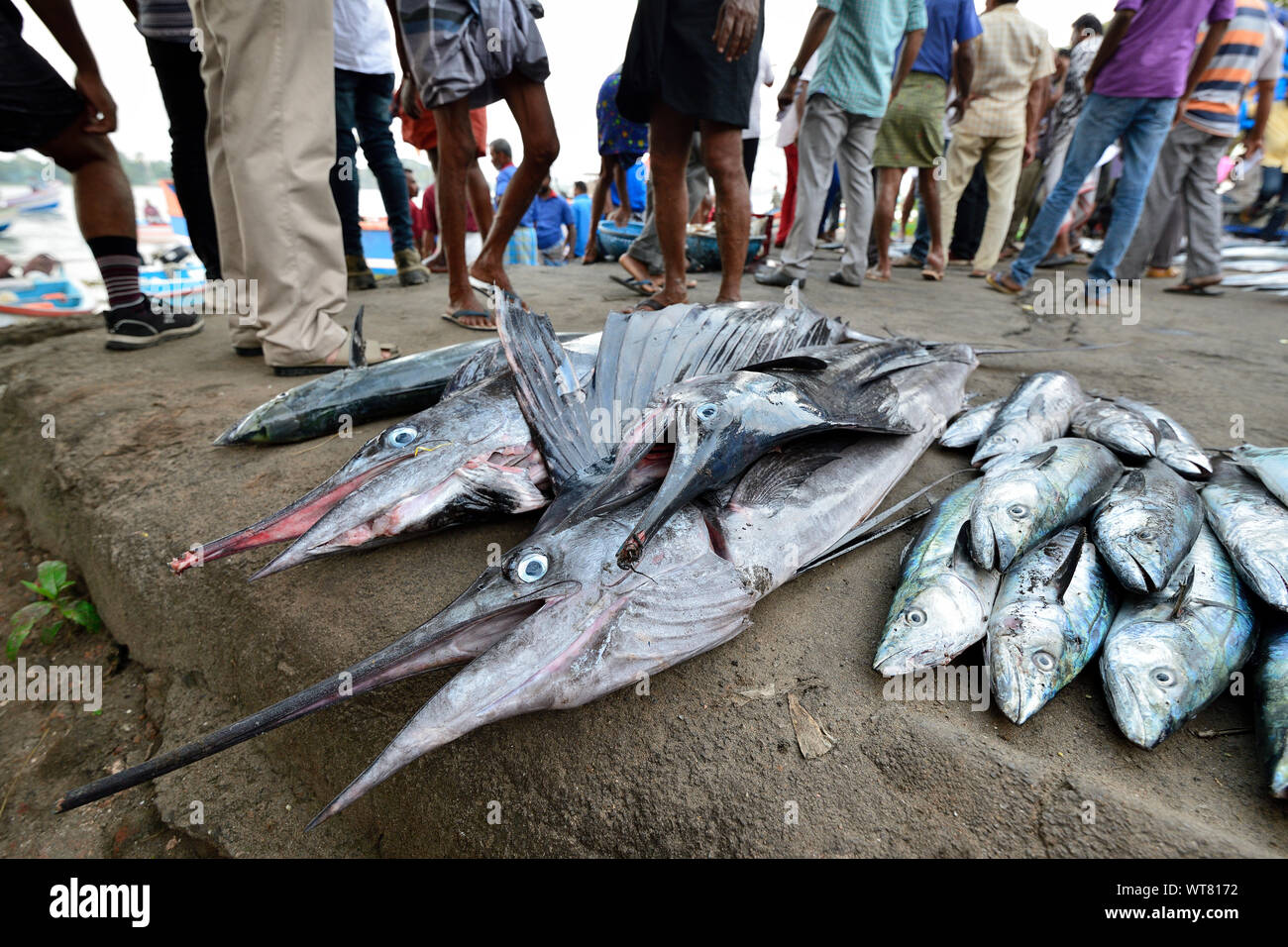 Noisy and crowded evening fish market in Cochin, Fish prepared to auction, India Stock Photo