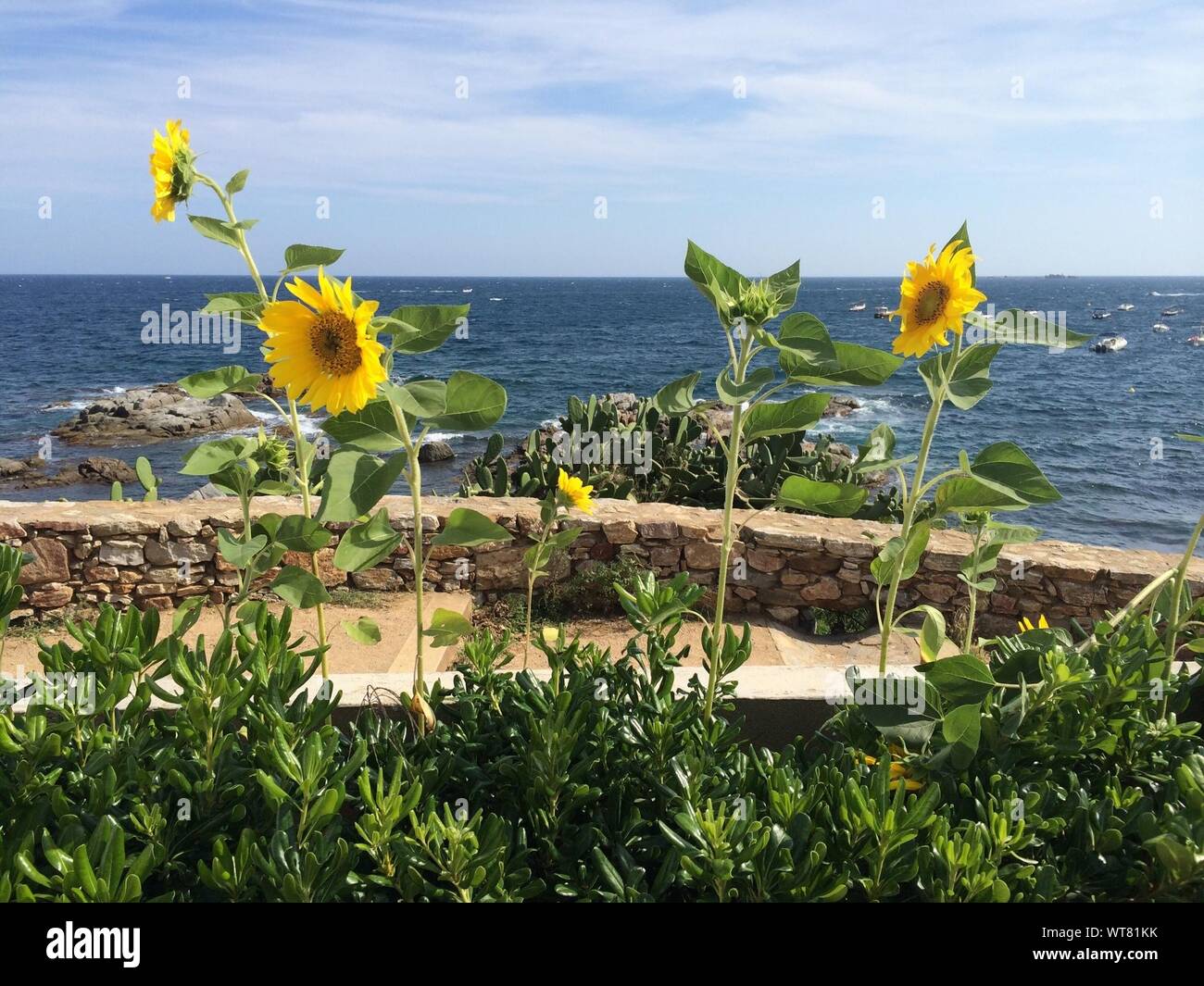 Sea of sunflowers hires stock photography and images Alamy