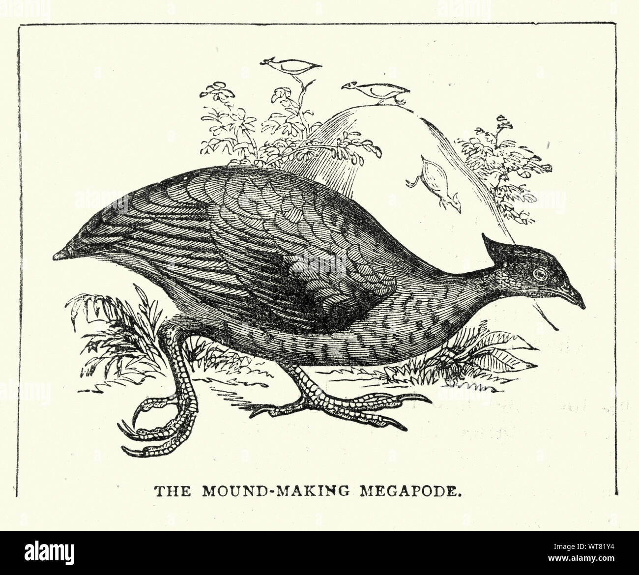 Vintage engraving of Wildlife, Birds, mound making Megapode, 19th Century. The megapodes, also known as incubator birds or mound-builders, are stocky, medium-large, chicken-like birds with small heads and large feet in the family Megapodiidae. Stock Photo